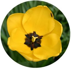 Tulpe-gelb.jpg